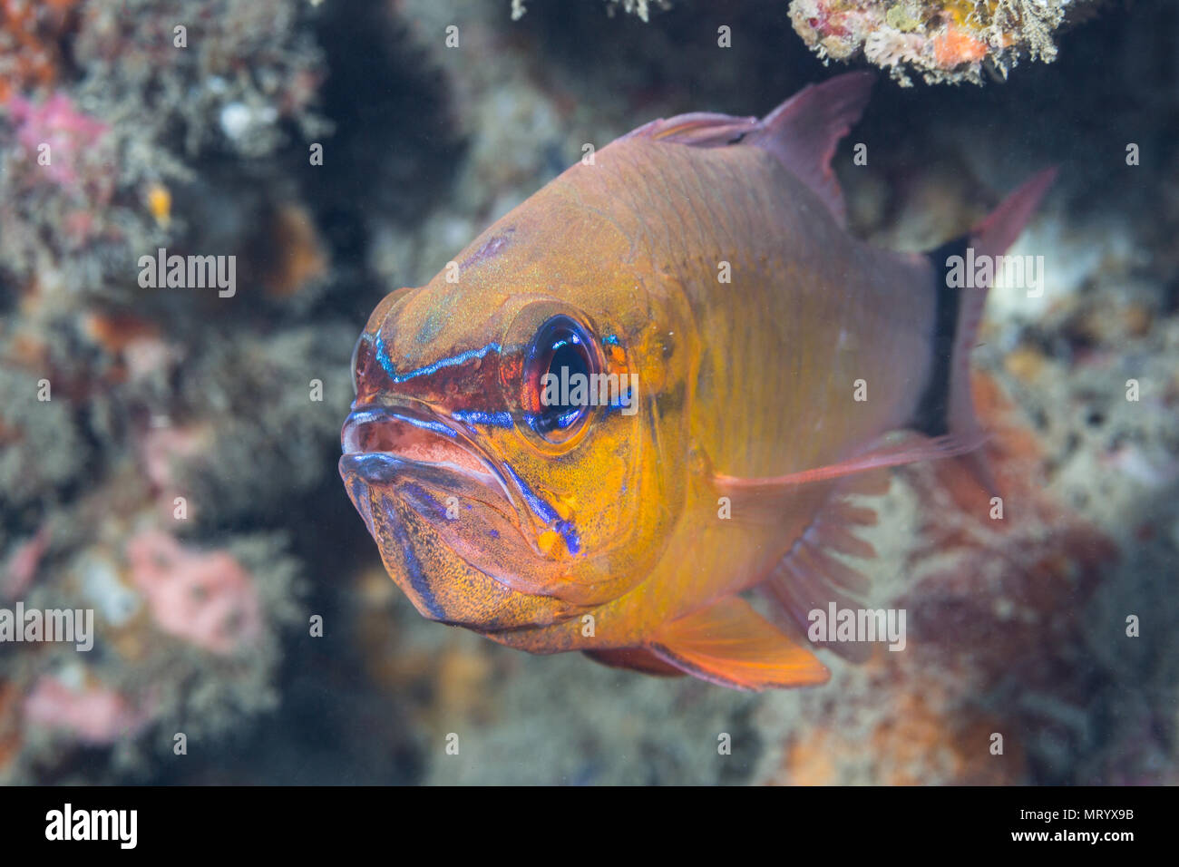 Eine Ringtailed Cardinalfish (Apogon aureus) Augen die Kamera mit einem Mund voller Eier. In diesem specials, die männlichen Mund brütet die Eier bis zum Schlüpfen Stockfoto