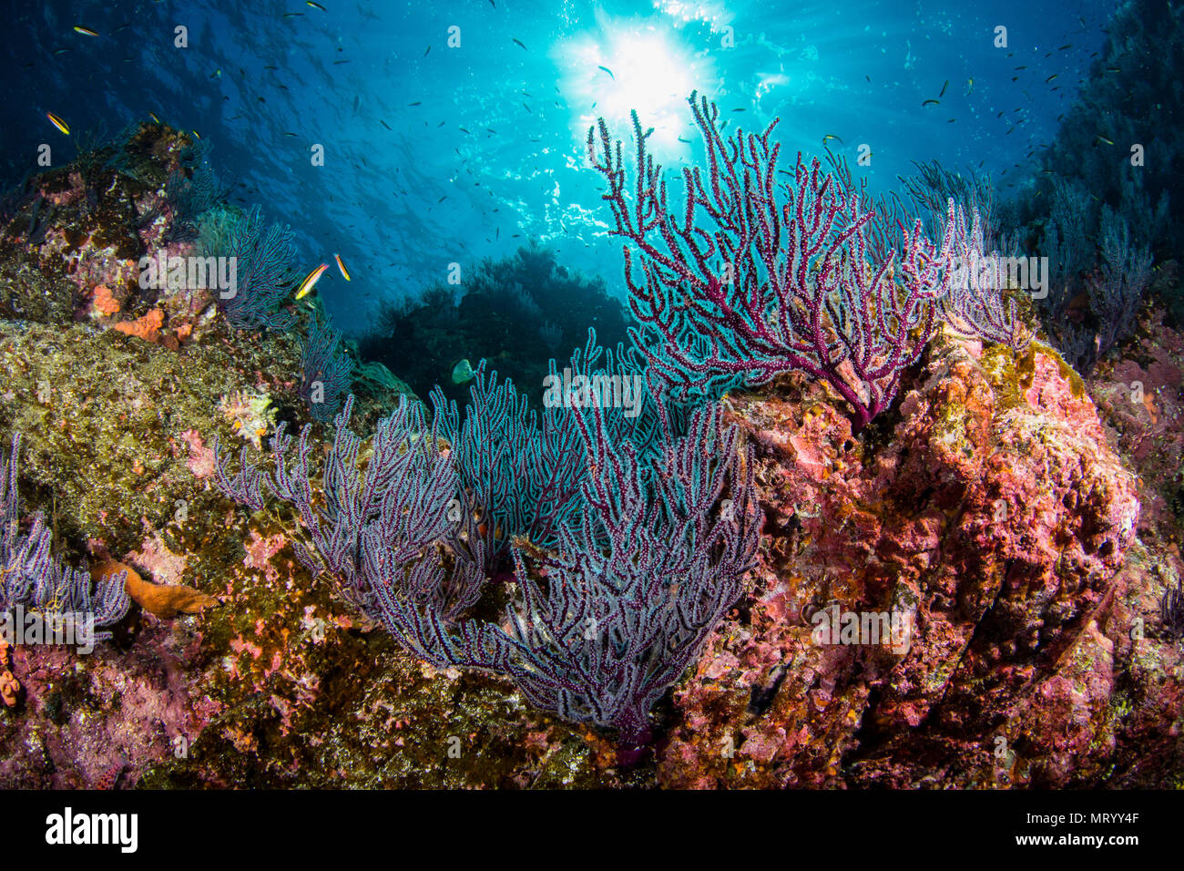 Ein Blick auf die Unterwasserwelt Riff an einem Tauchplatz namens La Reina in der Nähe von La Paz, Mexiko. Stockfoto