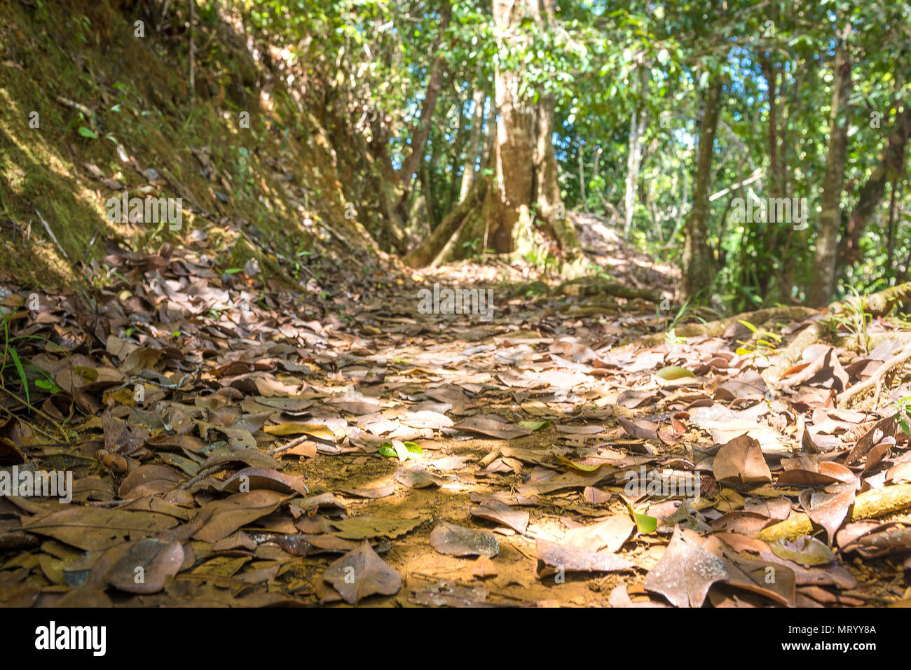 Trockene Blätter auf dem Boden und Trail in einer wunderschönen Wald Stockfoto