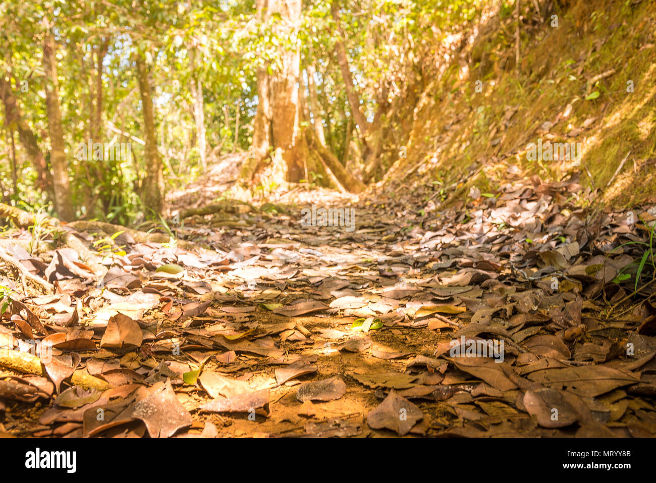 Trockene Blätter auf dem Boden und Trail in einer wunderschönen Wald Stockfoto