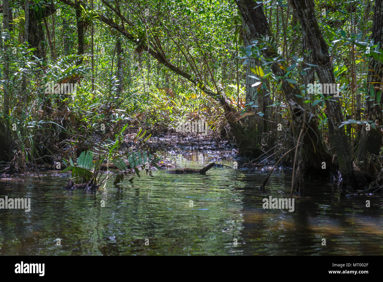 Mangroven grünes Wasser und Wurzeln über der Erde in der Natur Stockfoto