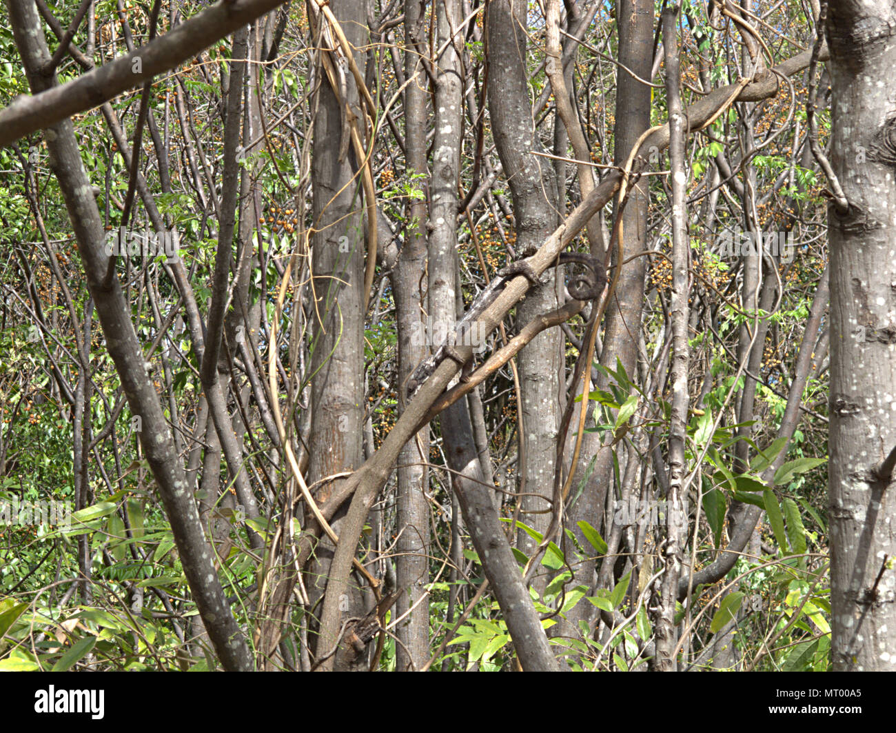Madagaskars riesigen Chameleon (Furcifer oustaleti), im Regenwald, Anja Gemeinschaft finden, Madagaskar Stockfoto