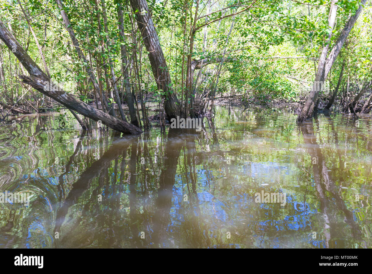 Mangroven grünes Wasser und Wurzeln über der Erde in der Natur Stockfoto