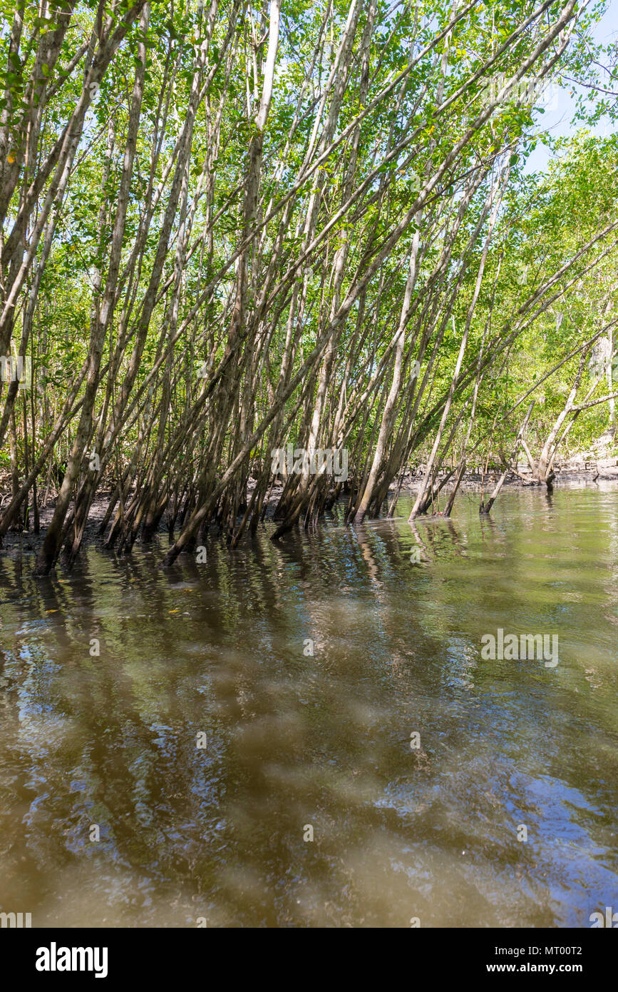 Mangroven grünes Wasser und Wurzeln über der Erde in der Natur Stockfoto