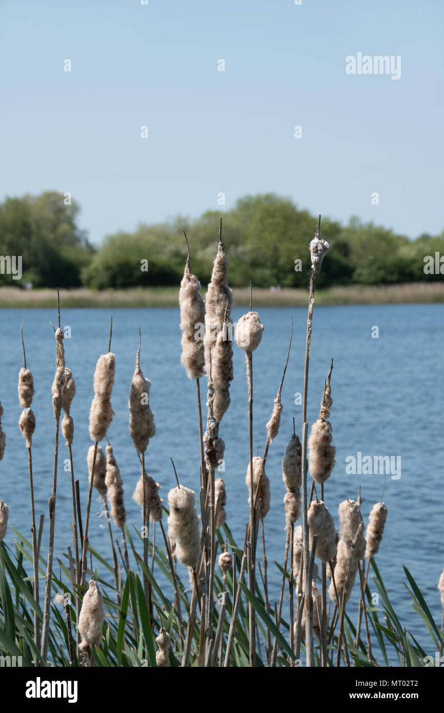 Gemeinsame rohrkolben Samenköpfe Stockfoto