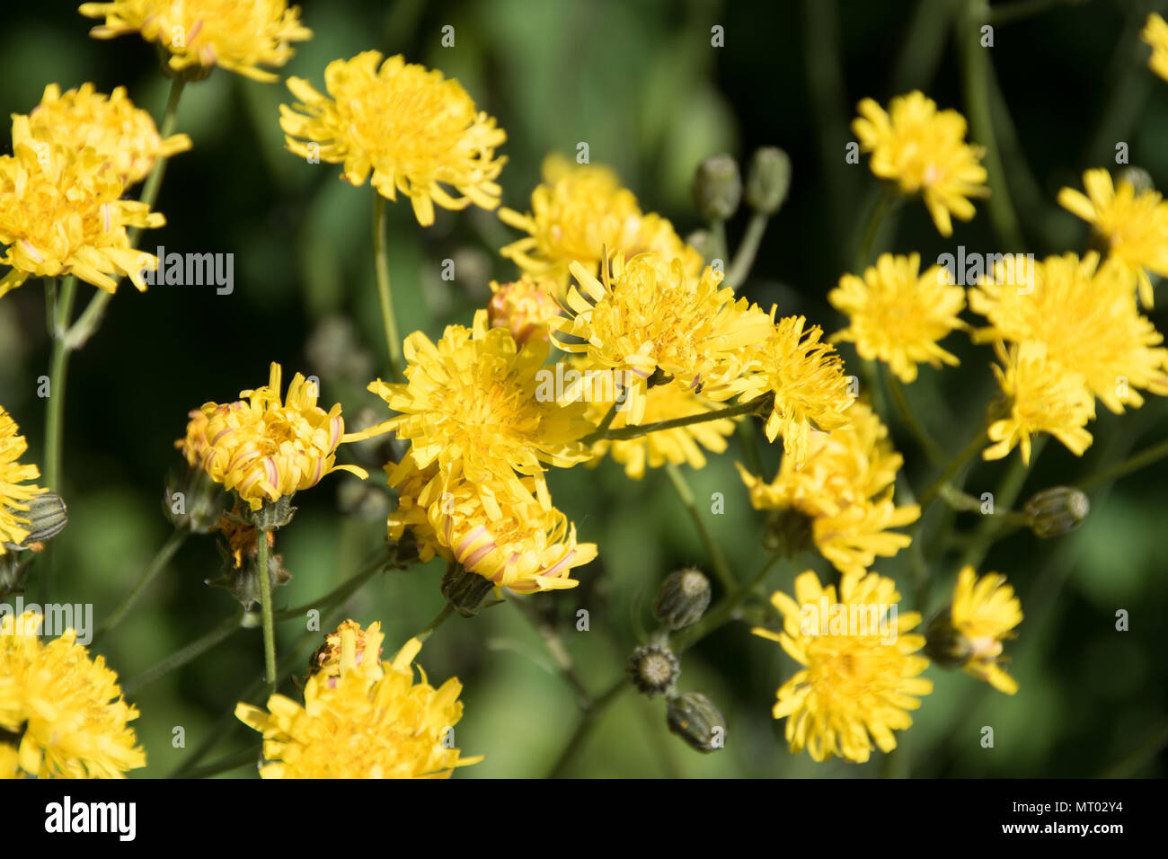 Die goldgelben Blüten von Crepis biennis, Falken-Bart, einen gemeinsamen Wildflower Stockfoto