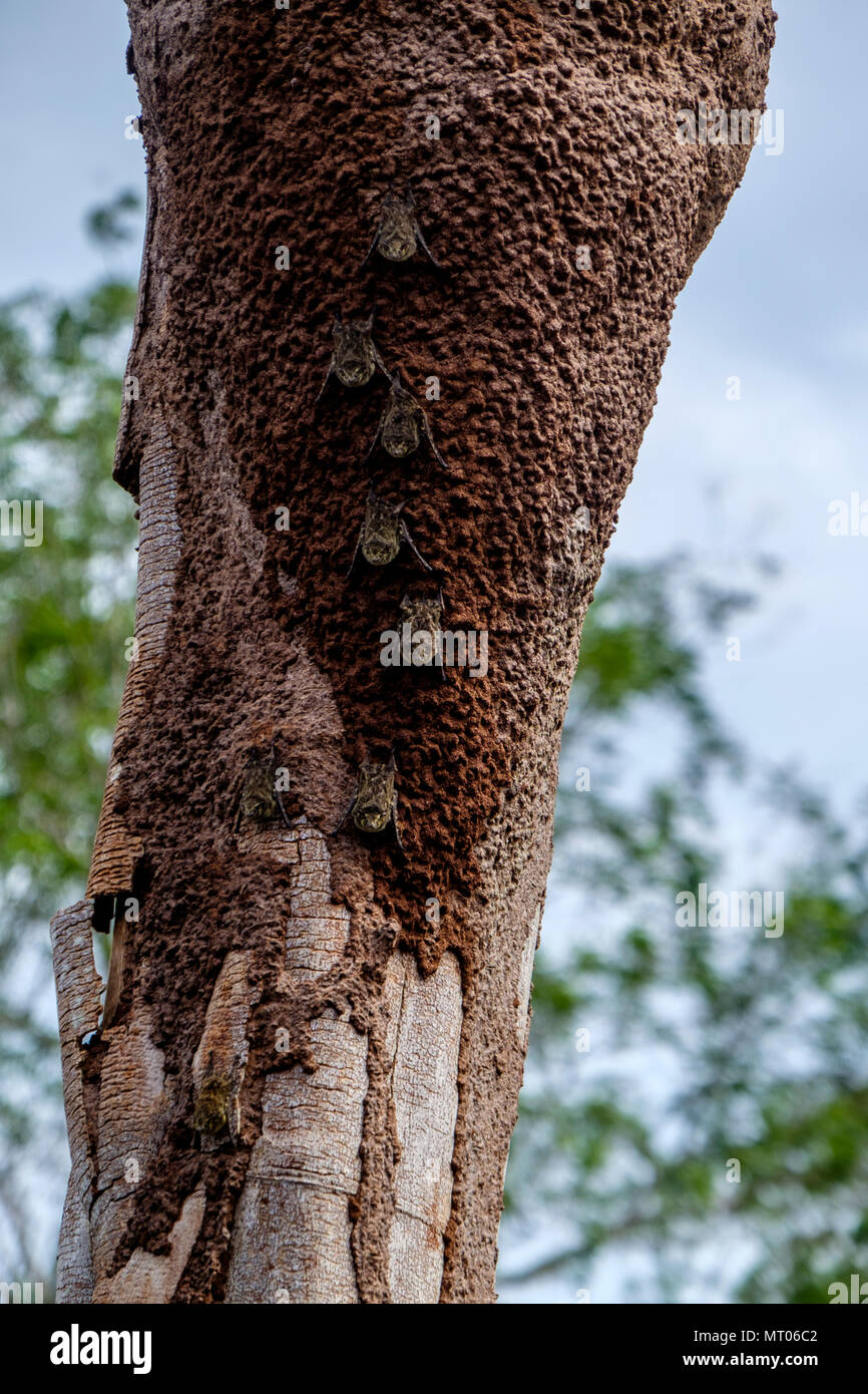Gruppe von Rüssel Fledermäuse, rhynchonycteris Naso, gegen einen Baumstamm im Peruanischen Amazonas Regenwaldes getarnt Stockfoto