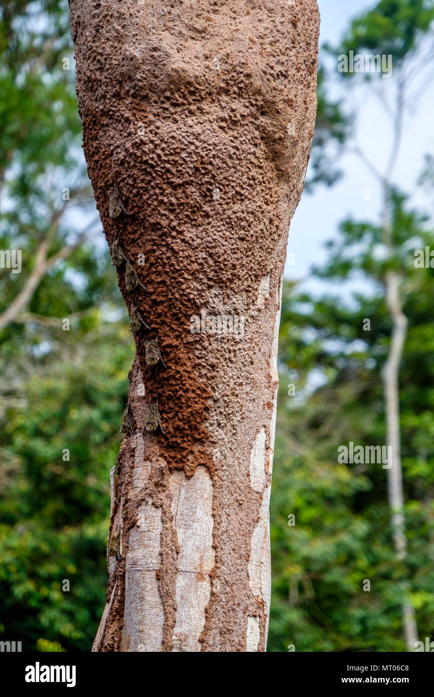 Kolonie der Rüssel Fledermäuse, rhynchonycteris Naso, auf der Seite von einem Baumstamm im Peruanischen Amazonas Regenwald Stockfoto