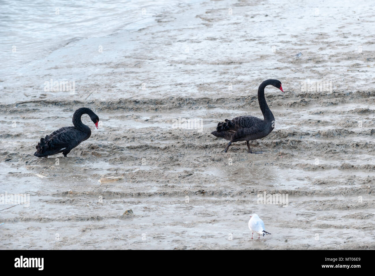 Schwarze Schwäne Spaziergang durch Schlamm am Ufer eines Flusses. Stockfoto