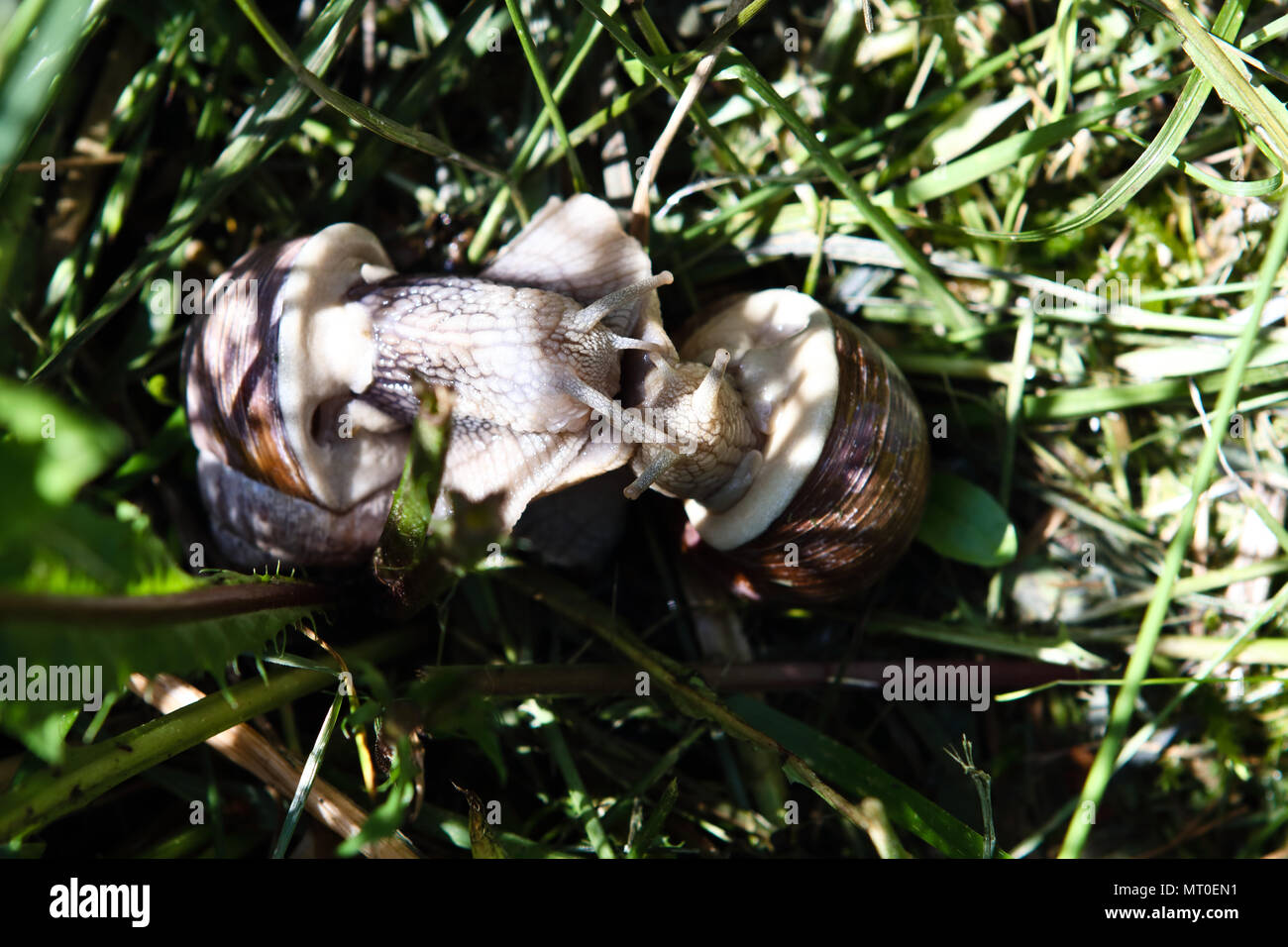 Liebe Schnecke, Helix pomatia Stockfoto