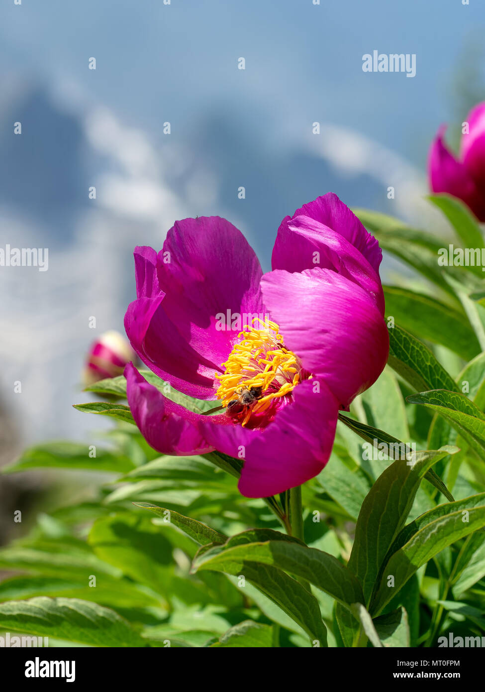 Wilde pfingstrose Pflanze wächst wild in den Apuanischen Alpen, Italien. Stockfoto