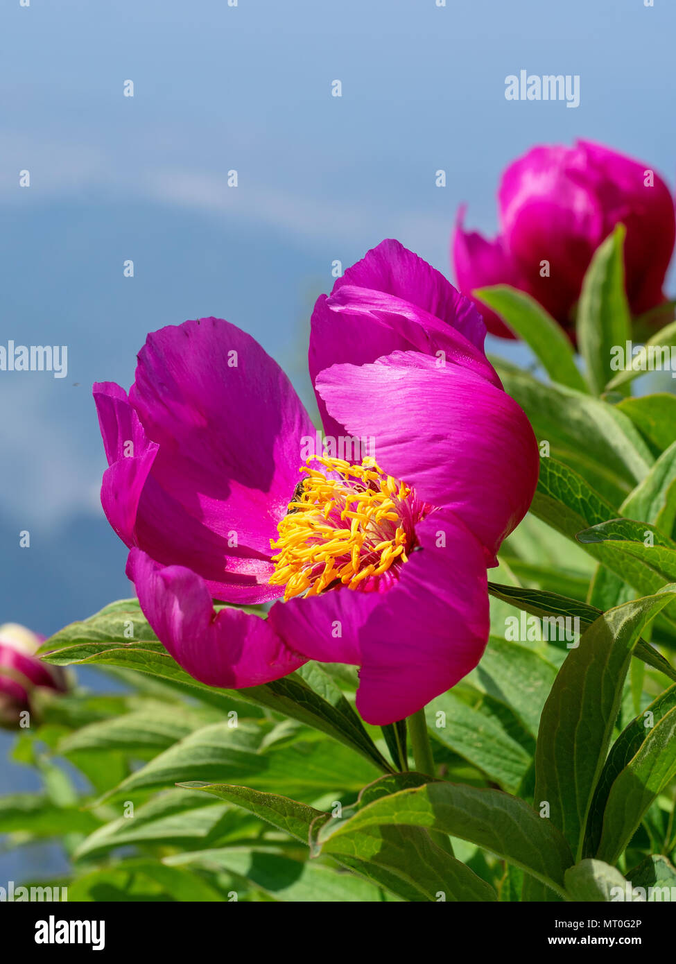 Wilde pfingstrose Pflanze wächst wild in den Apuanischen Alpen, Italien. Stockfoto