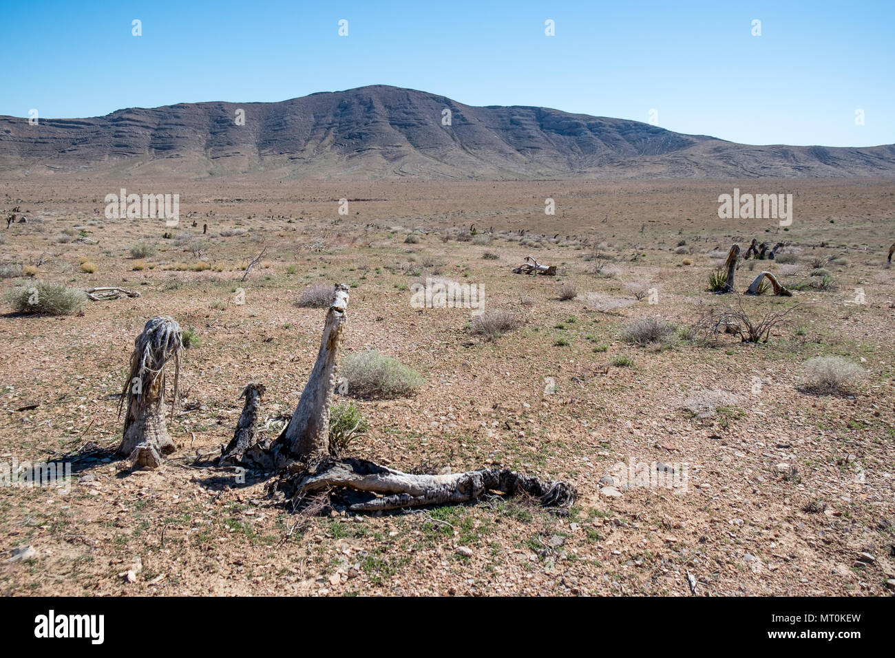 Eine blackbrush shurbland, der 10 Jahre zuvor 60 Meilen nördlich von Las Vegas verbrannt. Stockfoto