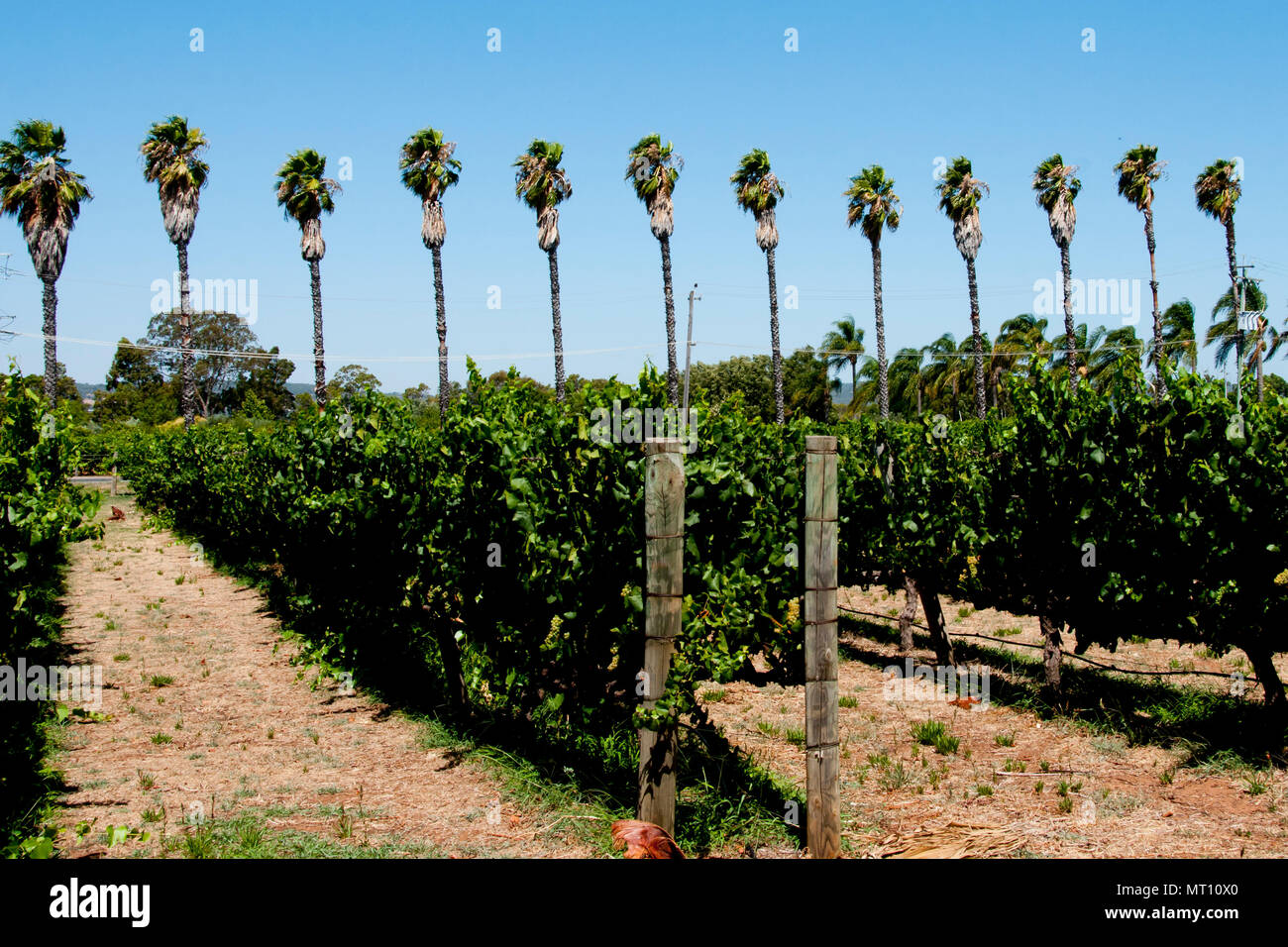 Swan Valley Weinberge - Perth - Australien Stockfoto