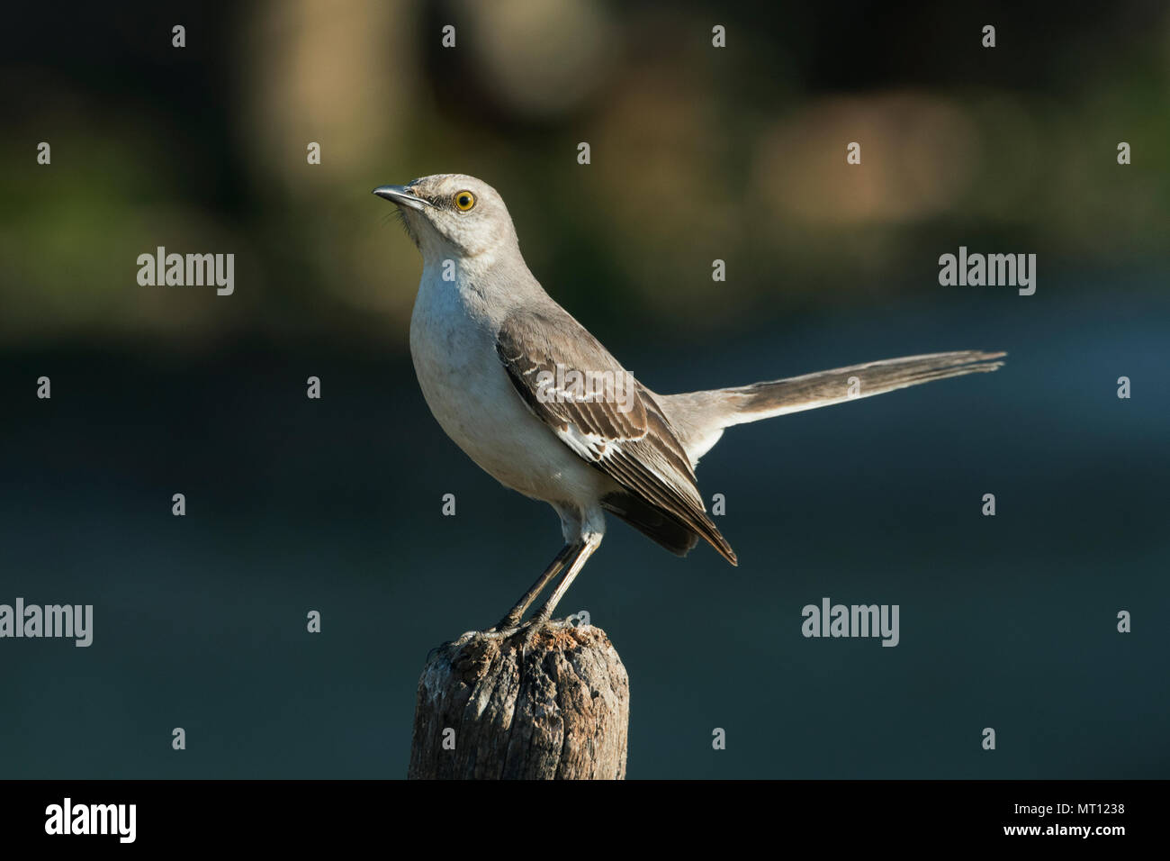 Northern Mockingbird (Mimus polyglottos) Bermejas, Matanzas, Cuba Stockfoto