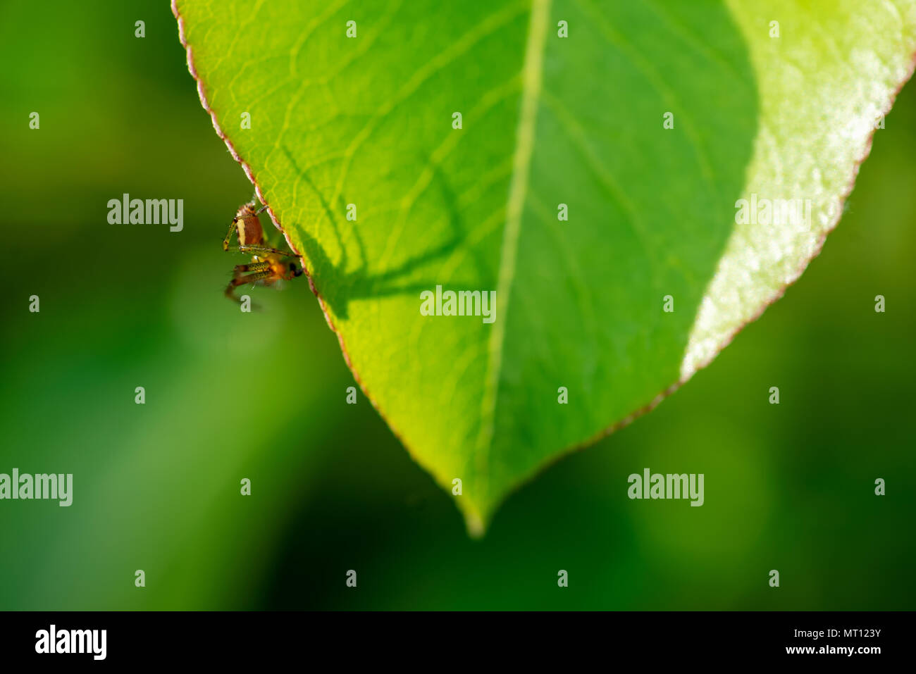 Eine Spinne auf einem grünen Blatt - symbolisiert Arachnophobia. Stockfoto