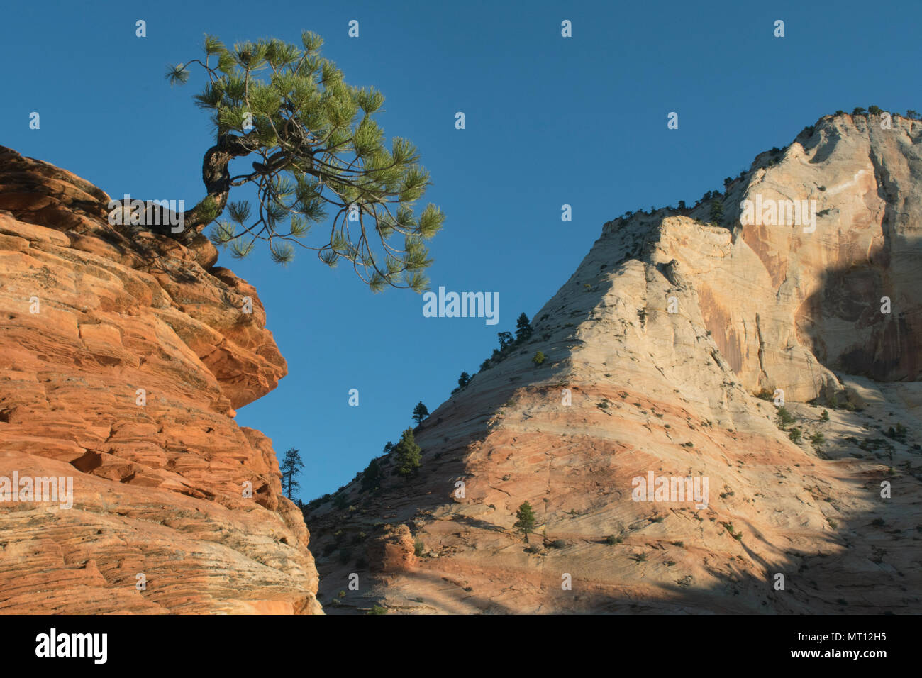 Knorrige Ponderosa Pine (Pinus ponderosa) Zion National Park, Utah, sunrise Stockfoto