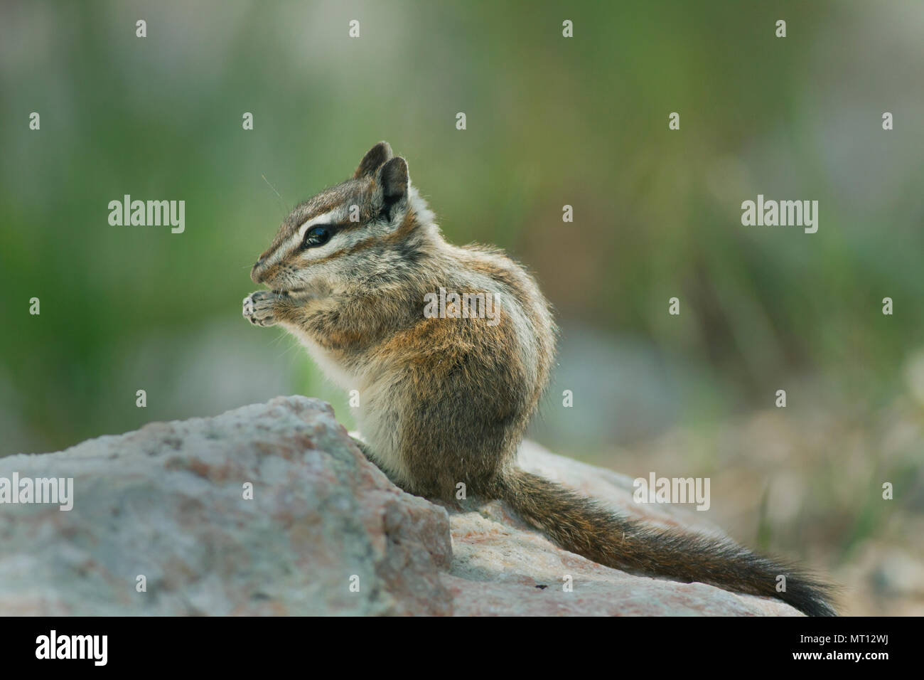 Palmer's Streifenhörnchen (Tamias palmeri) gefährdet, fand nur im Frühjahr in den Bergen, in der Nähe von Nevada Las Vegas - auch als 'Mt bekannt. Charleston Chipmunk' Stockfoto