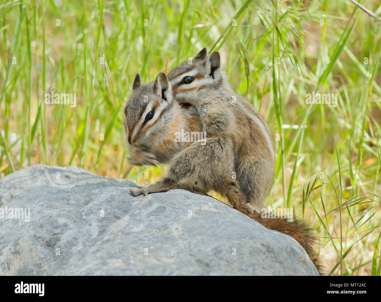 Palmer's Streifenhörnchen (Tamias palmeri) gefährdet, fand nur im Frühjahr in den Bergen, in der Nähe von Nevada Las Vegas - auch als 'Mt bekannt. Charleston Chipmunk' Stockfoto