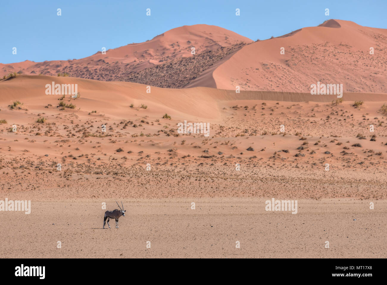 Oryx, Sossusvlei, Namib, Namibia, Afrika Stockfoto
