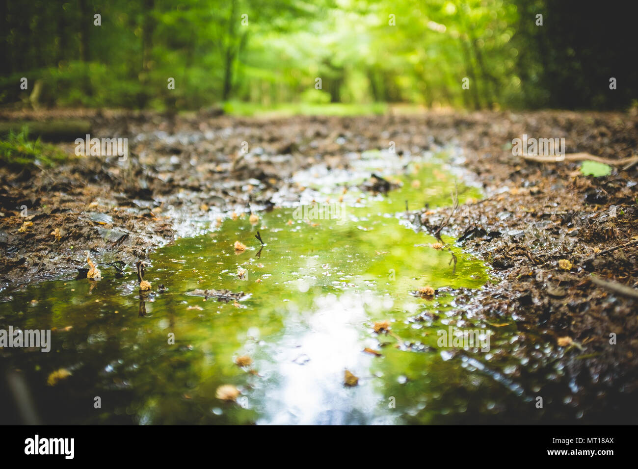 Schönen Wäldern im Frühjahr. Penn Woods, Buckinghamshire, England Stockfoto