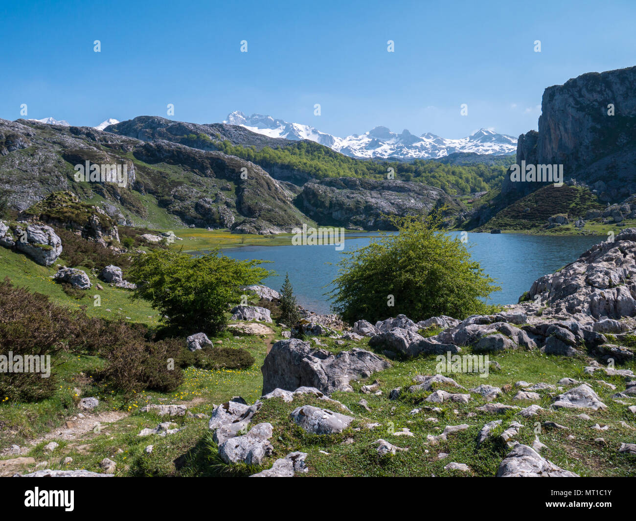 Frühling Landschaft in der Nähe von Covadonga Seen. Ercina See im Nationalpark Picos de Europa, Spanien, Asturien. Schnee auf den Gipfeln. Stockfoto