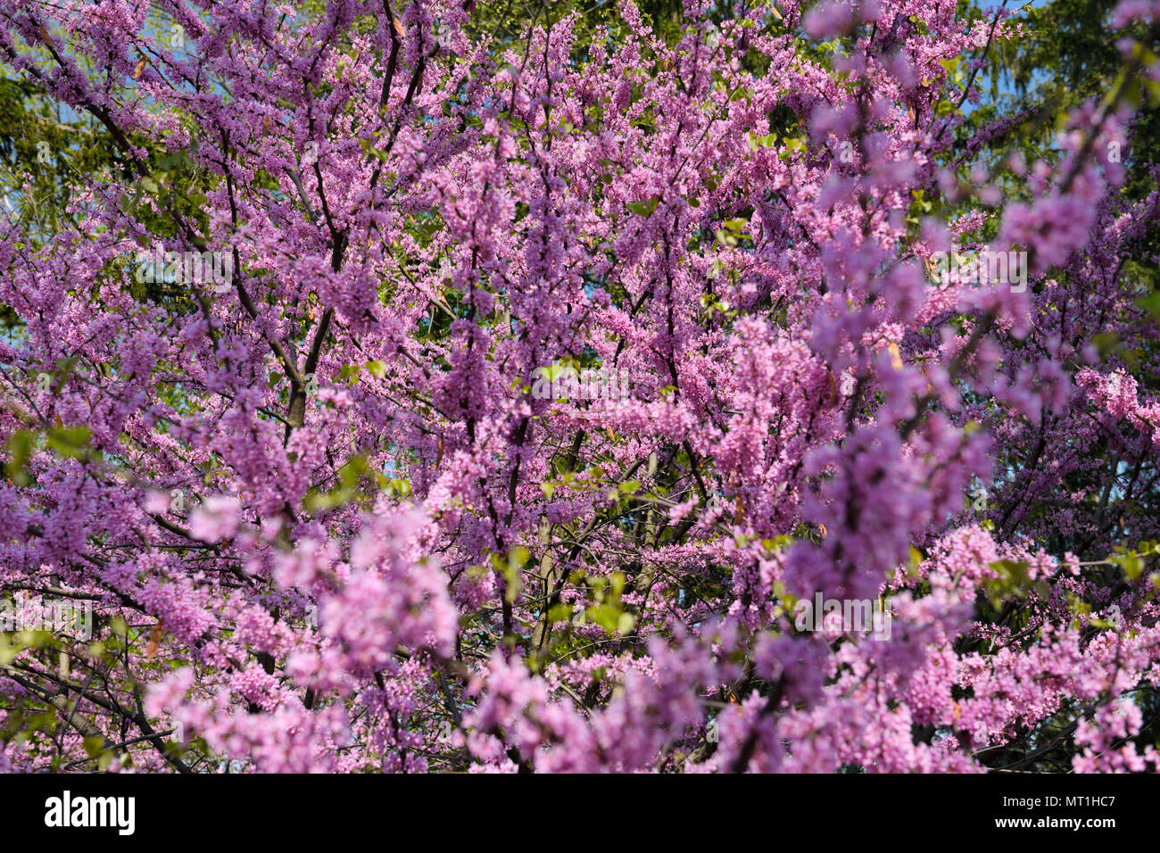 Rosa östlichen Redbud Baum Blumen im Frühling bei Dominion Arboretum auf Dow's Lake Ottawa Kanada Stockfoto