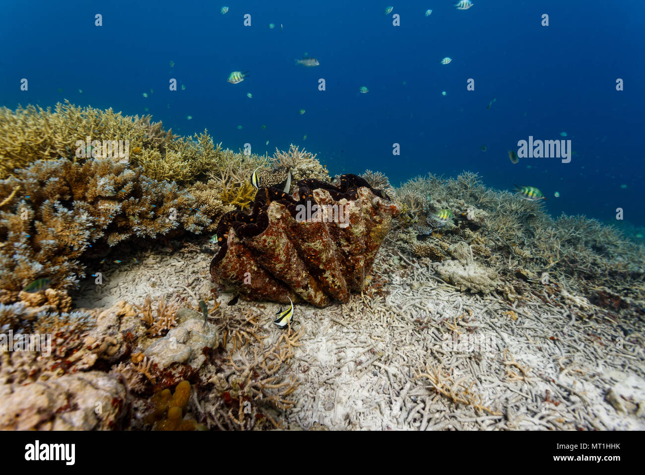 Nahaufnahme von Zick-zack-Muster der Mund der Riesenmuschel auf Coral Reef Stockfoto