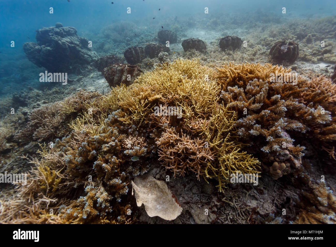 Nahaufnahme des verzweigten Korallen und Riesenmuscheln in Palau Riffe Stockfoto