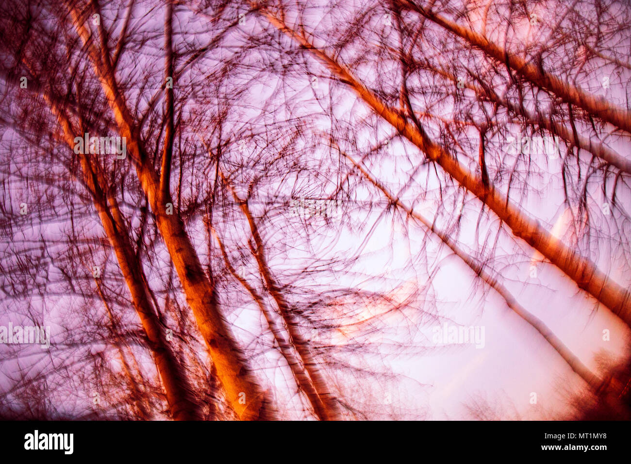 Kreative spinning Effekt auf der Suche von einem großen Baum Stockfoto