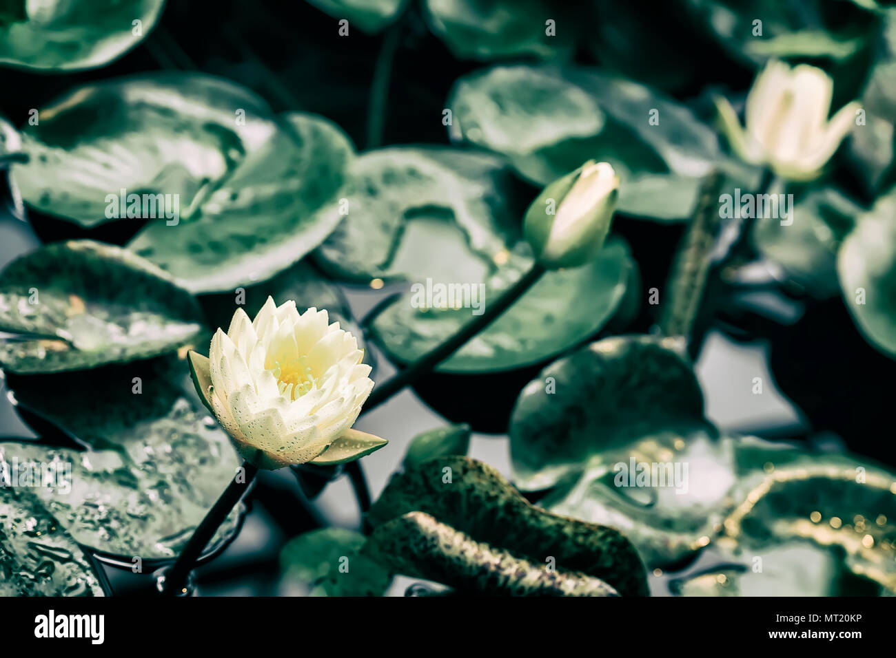 Weiß Gelb Lotusblüten, Wasser im Teich, unreal Blume, getönten exotische botanische Kulisse. Tropische, botanischer Natur Konzepte und Ideen Stockfoto