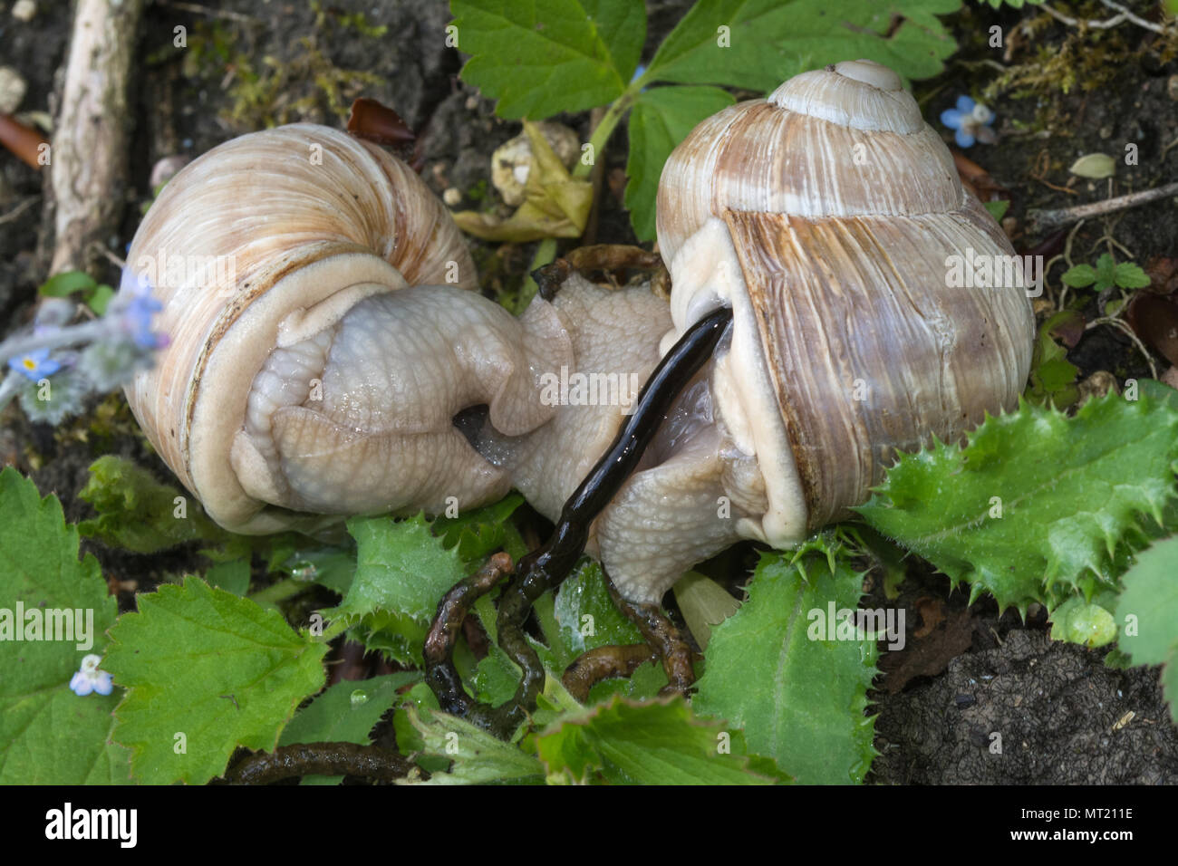 Paarungspaar römischer Schnecken (Helix pomatia), auch bekannt als Burgund oder essbare Schnecke in Kreide Unterland Lebensraum, Großbritannien Stockfoto