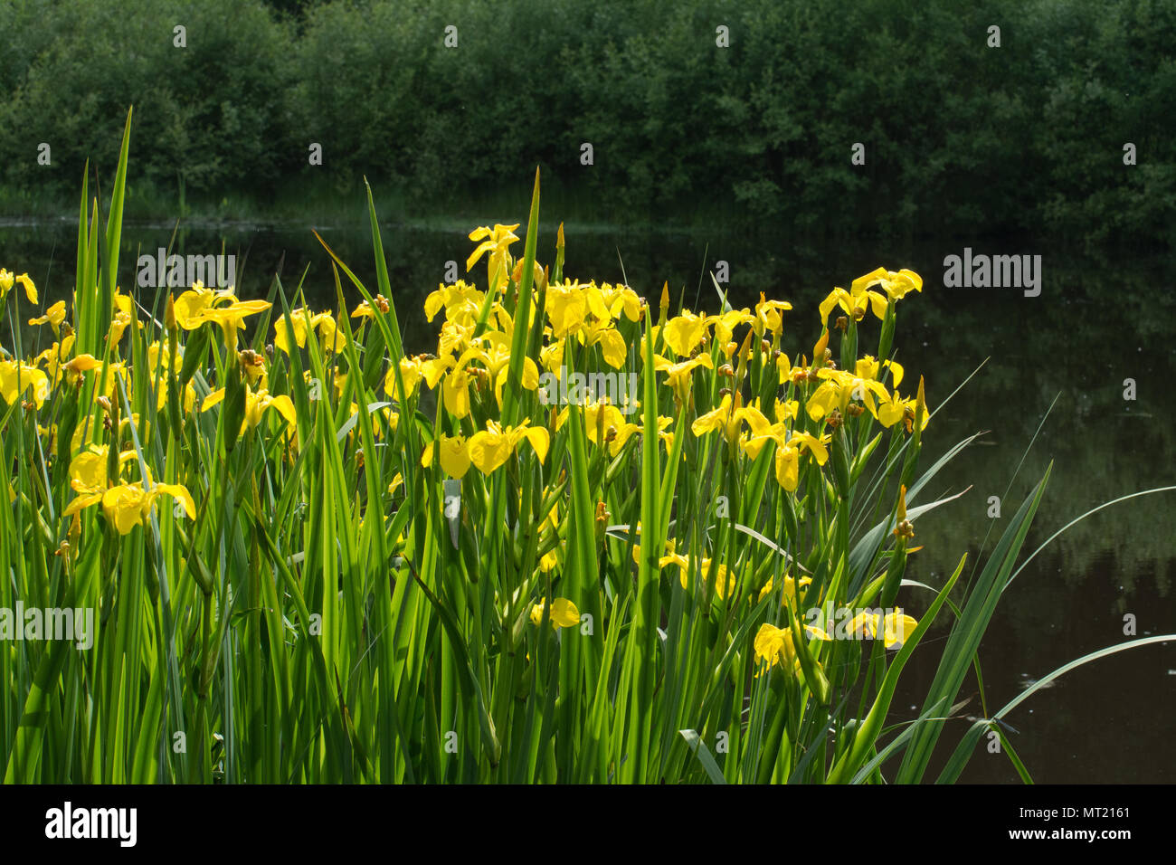 Büschel der bunten gelbe Flagge Schwertlilien (Iris pseudacorus) neben einem Teich an Bramshill Plantage in Hampshire, Großbritannien Stockfoto