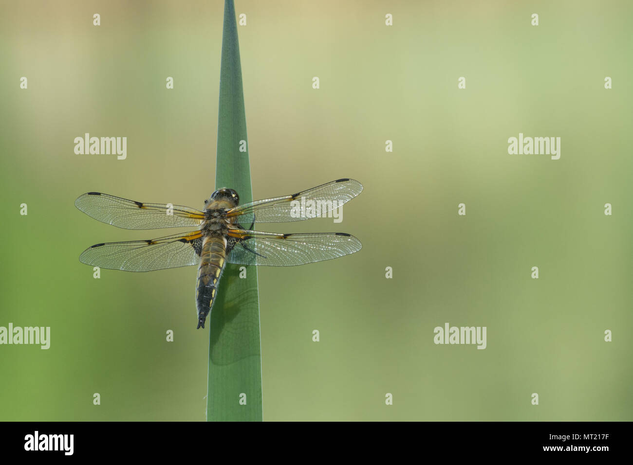 Vier - spotted Chaser Dragonfly (Libellula quadrimaculata) auf Pond Vegetation gehockt, Großbritannien Stockfoto