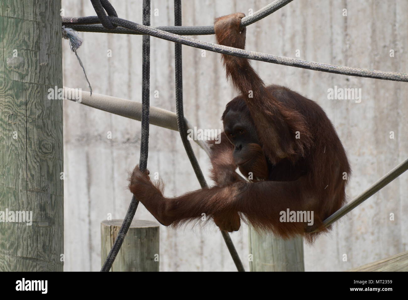 Männliche Orang-utans auf den Seilen Stockfoto