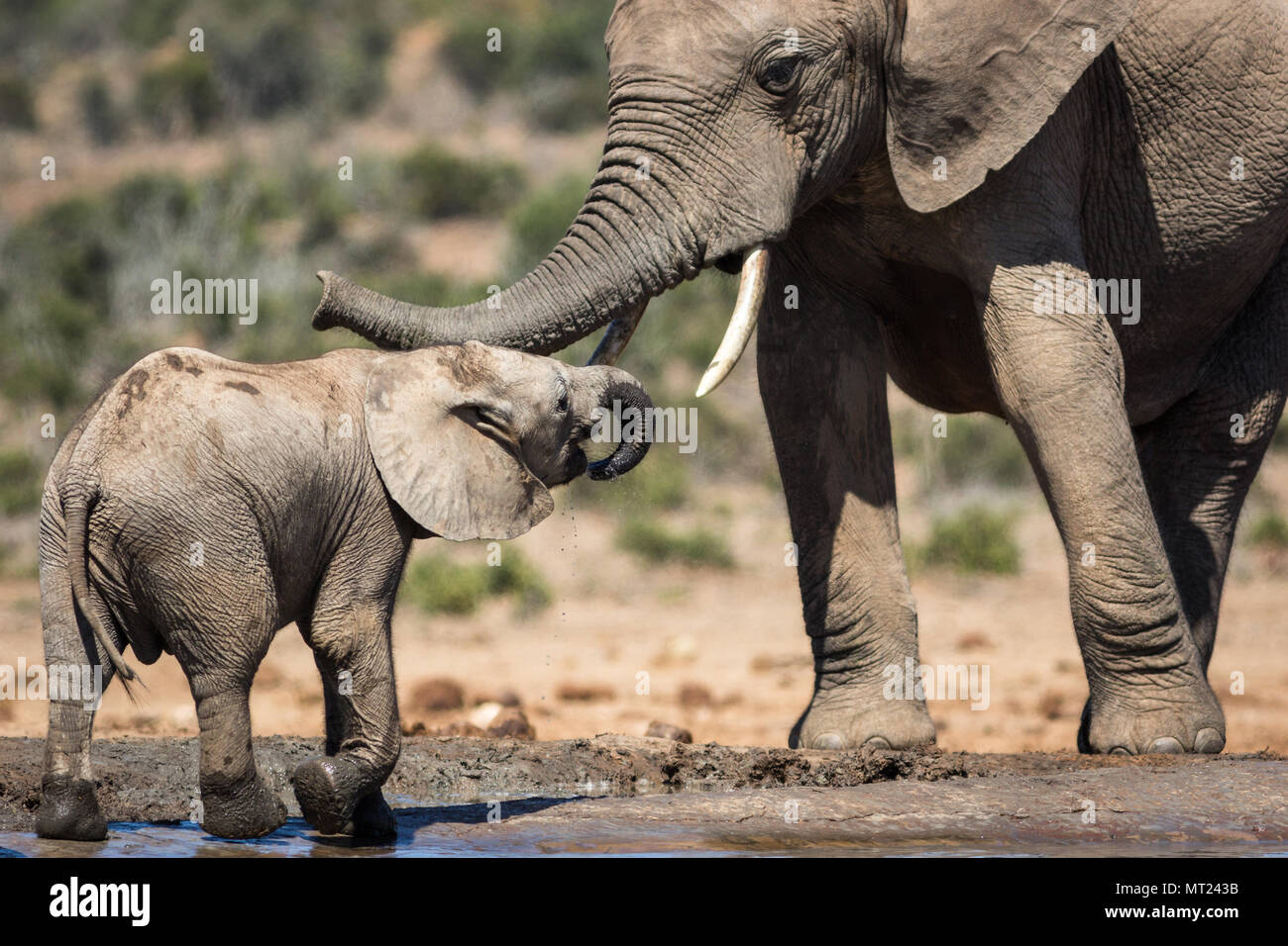 Mutter und ihr Kalb im Moment. Stockfoto