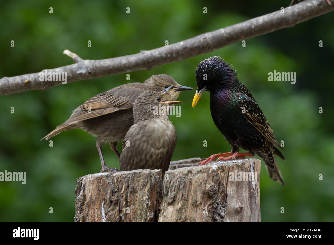 Starling. Sturnus vulgaris. Nach der Fütterung der Jungen. West Midlands. Britische Inseln. Stockfoto