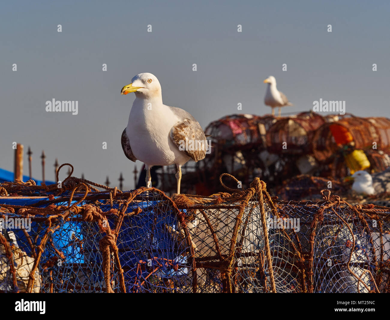 Weiße Möwen mit Grauen Flügeln sitzen auf den Bahndamm an Gittern für den Garnelenfang. Stockfoto