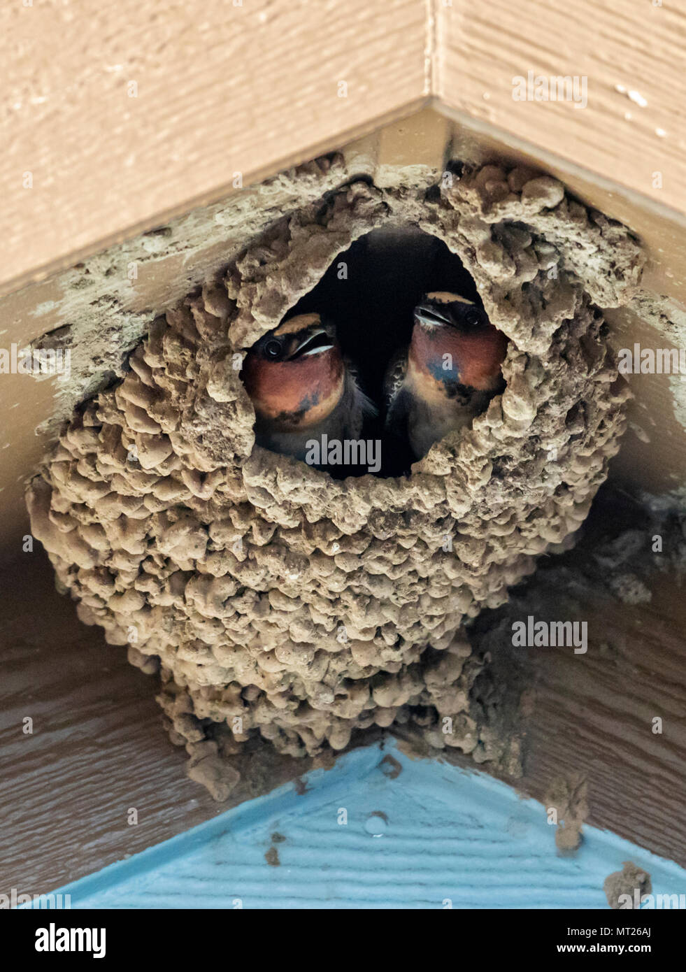 Amerikanische Rauchschwalbe; Hirundo rustica; im Schlamm Nest; Salida, Colorado, USA Stockfoto