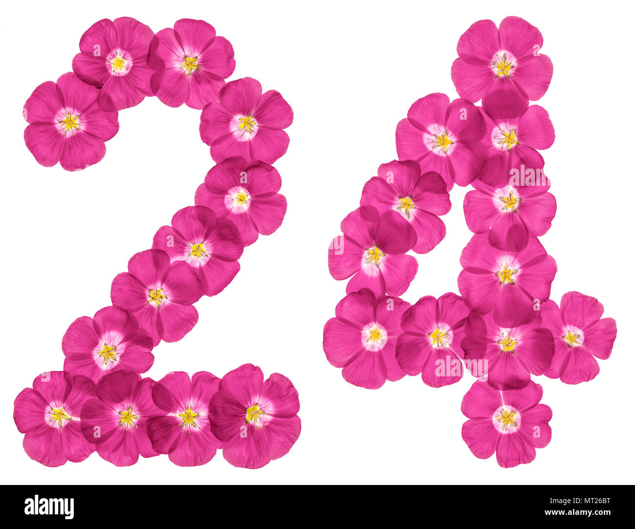 Arabische Zahlen 24, 24, von rosa Blüten von Flachs, auf weißem Hintergrund Stockfoto