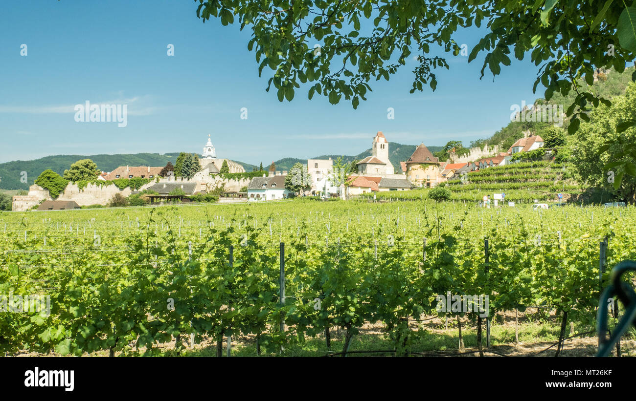 Weinberg vor der Stadt Durnstein auf der Donau, Wachau, Österreich. Stockfoto