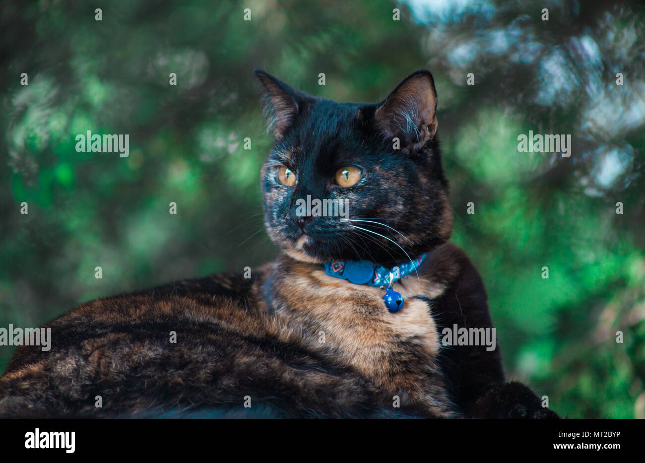 Cute schildpatt Katze sich im Freien genießen. Stockfoto