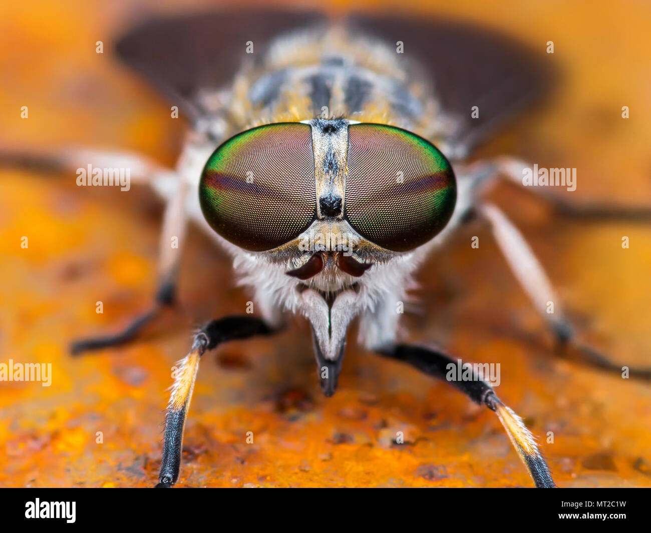 Pferdebremse oder viehbremse oder Pferd fliegen Diptera Insekt Makro Stockfoto