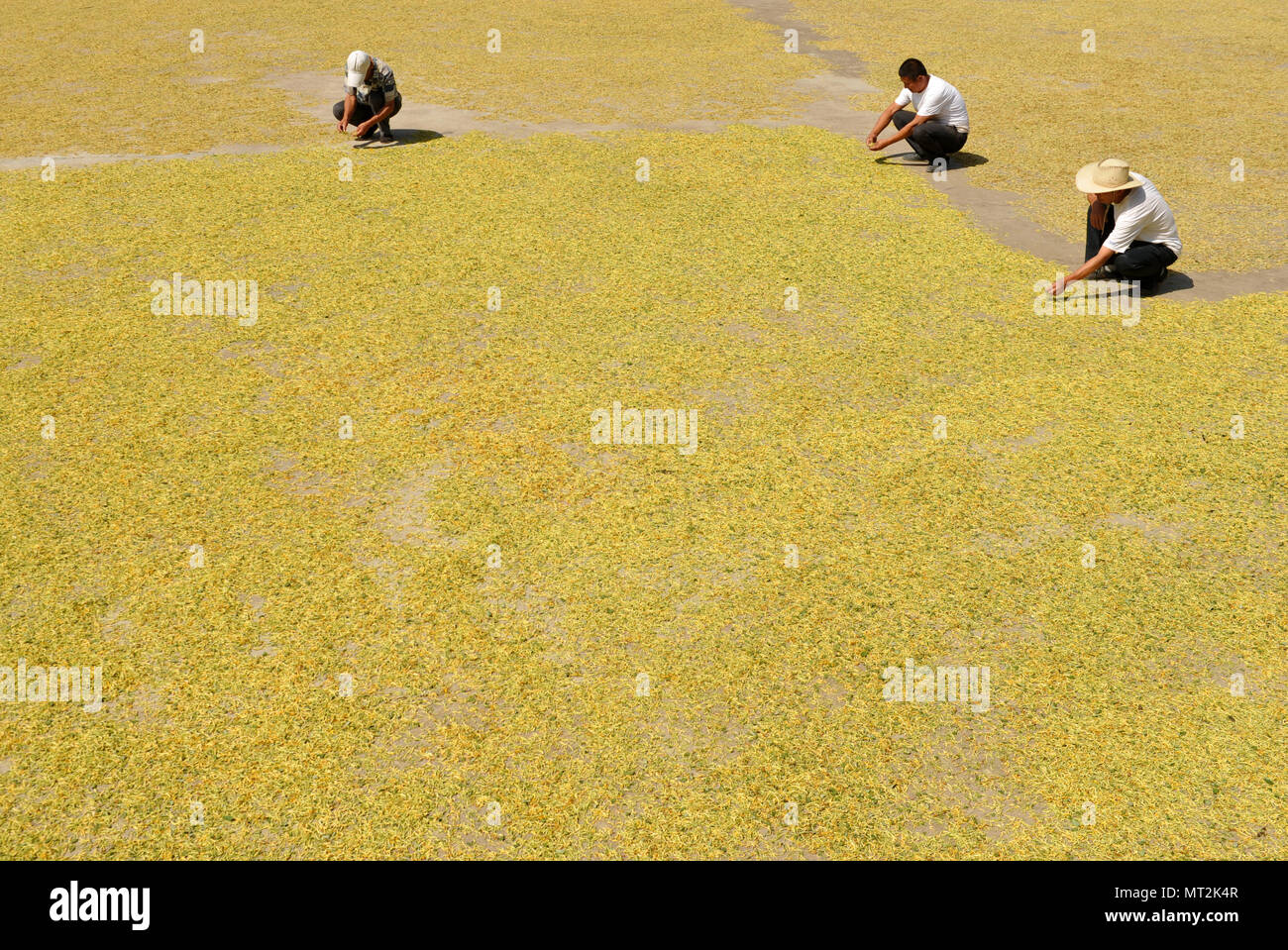 Cangzhou, Hebei Provinz Chinas. 27. Mai, 2018. Die Landwirte trocken Geißblatt in den Feldern Shuangjingwang Dorf Wuqiao County, im Norden der chinesischen Provinz Hebei, 27. Mai 2018. Die Landwirte sind hier geführte Getreide zu pflanzen nach den örtlichen Bedingungen, die 3.000 Haushalte hier ein Mittel der Einkommen zu erhöhen. Credit: Mu Yu/Xinhua/Alamy leben Nachrichten Stockfoto