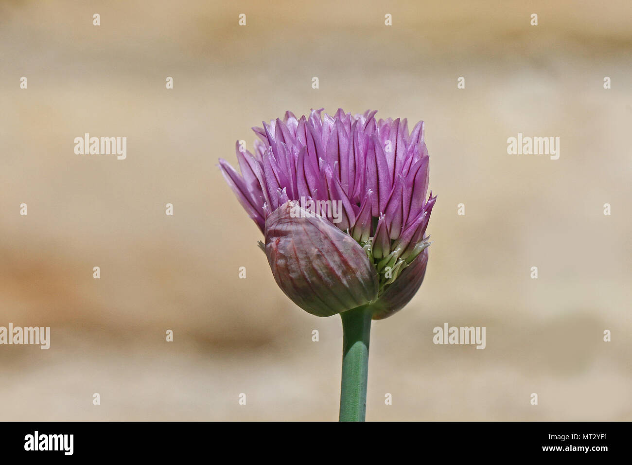 Schnittlauch in Lateinisch Allium schoenoprasum Blume ein Kraut von der Lilie oder liliaceae Familie nahe im Frühjahr in Italien Stockfoto