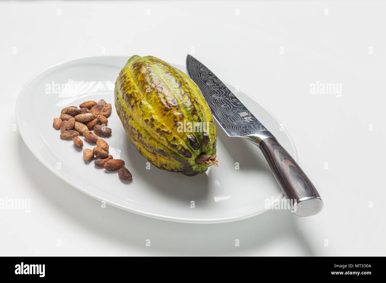 Cabossa, Frucht der Kakaopflanze mit Damast Messer Stockfoto