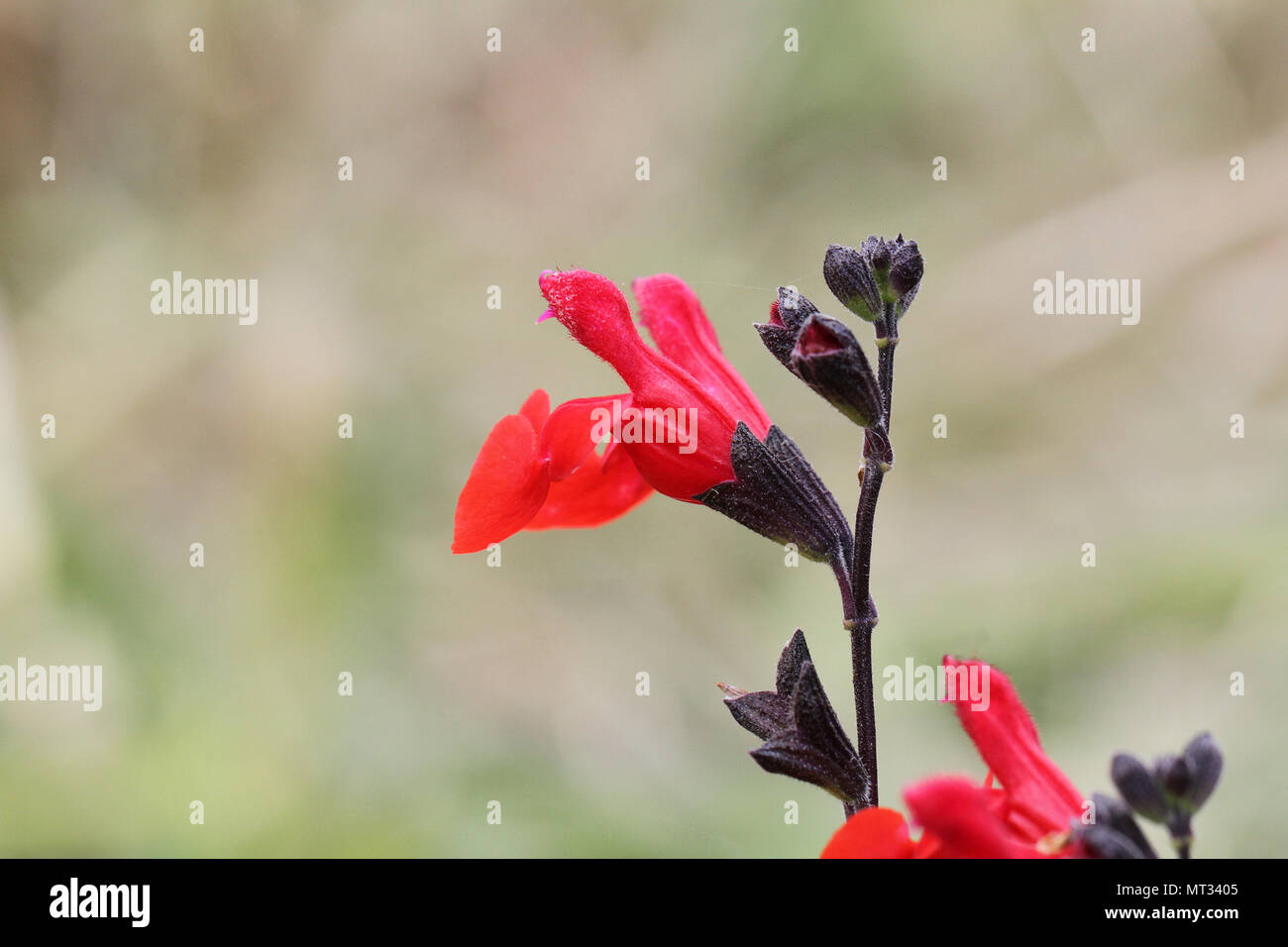 Scharlachrot blühenden Salbei royal Hummeln oder Salvia x Vulgare in der Nähe blühen im Frühling in Italien Stockfoto