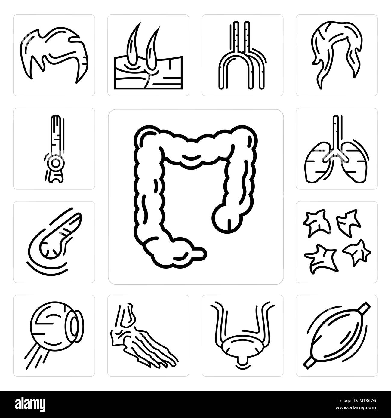 Satz von 13 Einfache editierbare Ikonen wie Dickdarm, menschlichen Muskel, der Blase, der Fußknochen, Augapfel Struktur, Thrombozyten, Bauchspeicheldrüse, Lunge, Stange Zelle ca Stock Vektor