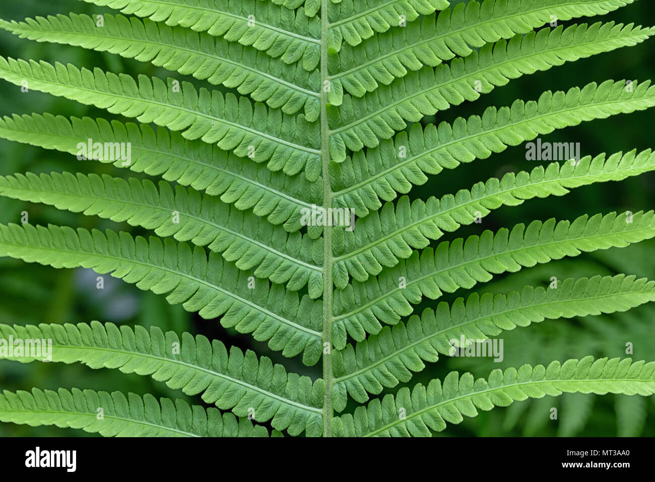 Farn Farn grün Blatt Blätter in Kew Gardens Stockfoto