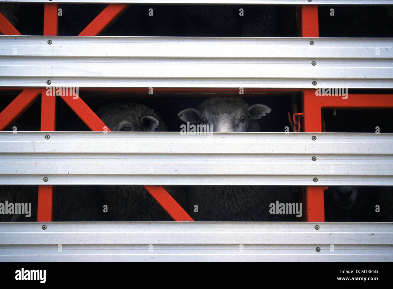 Vieh (Schafe) in Transport-LKW, Tasmanien, Australien Stockfoto
